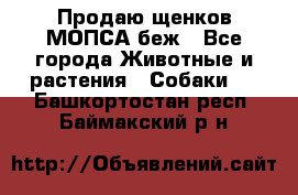 Продаю щенков МОПСА беж - Все города Животные и растения » Собаки   . Башкортостан респ.,Баймакский р-н